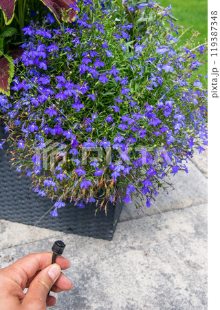 Male hand holding drip irrigation and installing it into the flo Male hand holding drip irrigation and installing it into the flo 119387348