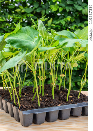 Seedlings in a plastic tray ready to be planted in the garden 119387359