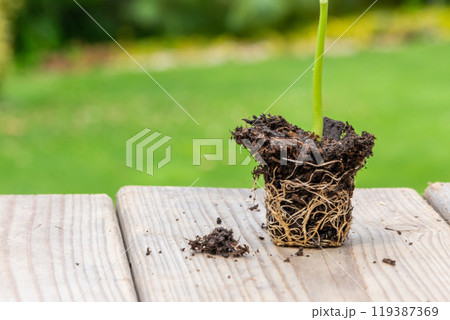 Tray with vegetable seedling on wooden work bench 119387369