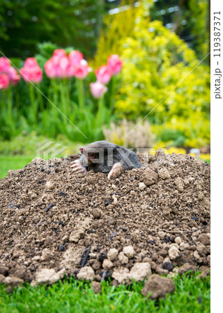 Mole [Talpa europaea] in the lawn 119387371