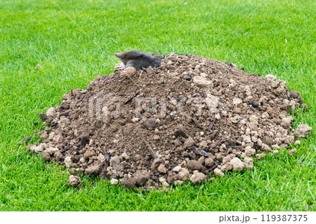 Mole crawling out of the tunnel - making damge to the lawn 119387375