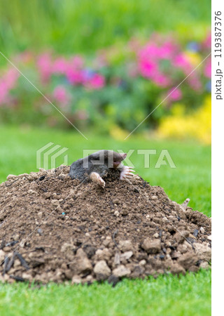 Mole on the top of the mole hill Mole on the top of the mole hill 119387376