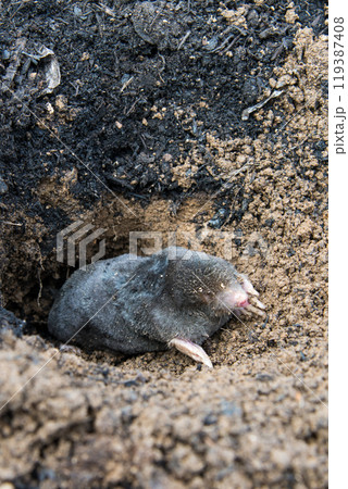 Mole crawling out of the tunnel Mole crawling out of the tunnel 119387408