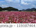 笠岡ベイファームのコスモス畑 119387464