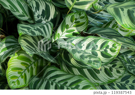 ゲッペルチア・マコヤナ(カラテア・マコヤナ) ゲッペルチア・マコヤナ(カラテア・マコヤナ) 119387543