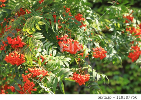 たくさんの赤い実をつけた七竃（ナナカマド） 119387750