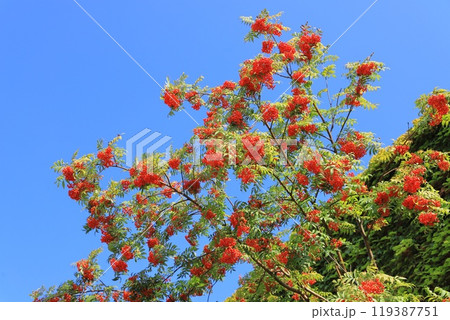 たくさんの赤い実をつけた七竃（ナナカマド） 119387751