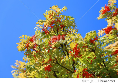 たくさんの赤い実をつけた七竃（ナナカマド） 119387754