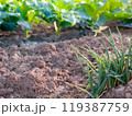 畑に植えたネギ（横） 119387759