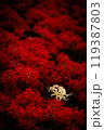 真っ赤な彼岸花の中に白一輪 119387803