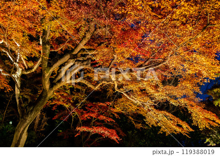 【神奈川県】長谷寺の燃えるような紅葉ライトアップ 119388019