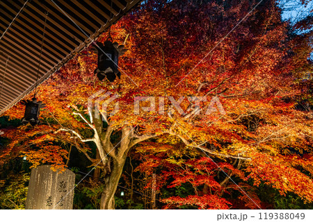 【神奈川県】長谷寺の燃えるような紅葉ライトアップ 119388049