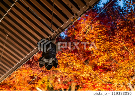 【神奈川県】長谷寺の燃えるような紅葉ライトアップ 119388050
