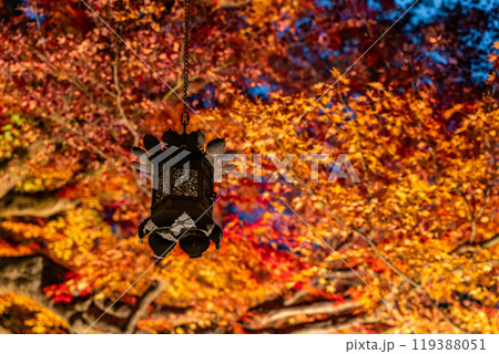 【神奈川県】長谷寺の燃えるような紅葉ライトアップ 119388051