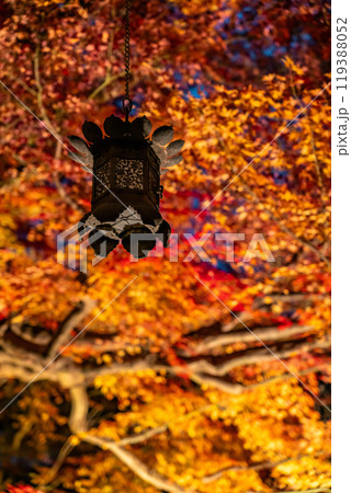 【神奈川県】長谷寺の燃えるような紅葉ライトアップ 119388052