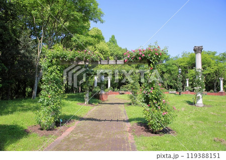 初夏のバラ園　バラの花　アンジェラ 119388151