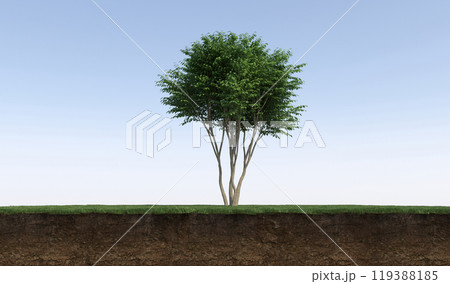 tree on the grass and a slice of soil under it, 3d render tree on the grass and a slice of soil under it, 3d render 119388185