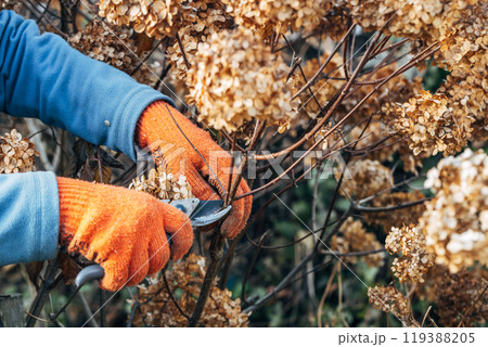 A gardener wearing gloves trims wilted hydrangea flowers before winter 119388205