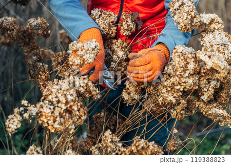 A gardener wearing gloves trims wilted hydrangea flowers before winter 119388823