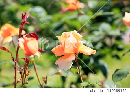 初夏のバラ園　バラの花　ジャストジョーイ 119389152