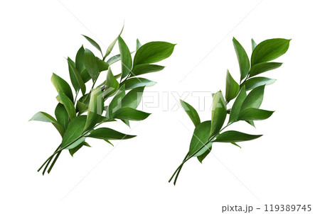 Set of ruscus twigs with green leaves isolated on white Set of ruscus twigs with green leaves isolated on white 119389745