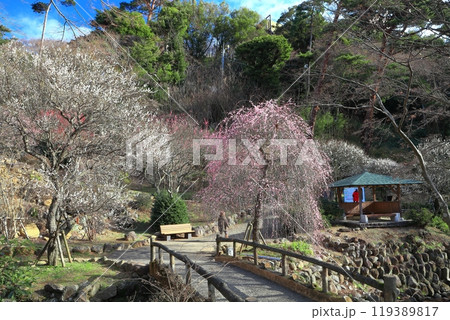 【静岡県】梅が満開の熱海梅園 119389817