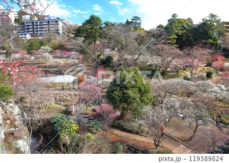 【静岡県】梅が満開の熱海梅園 【静岡県】梅が満開の熱海梅園 119389824