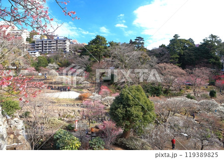 【静岡県】梅が満開の熱海梅園 【静岡県】梅が満開の熱海梅園 119389825