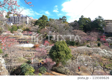 【静岡県】梅が満開の熱海梅園 【静岡県】梅が満開の熱海梅園 119389826