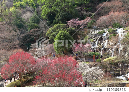 【静岡県】梅が満開の熱海梅園 【静岡県】梅が満開の熱海梅園 119389828