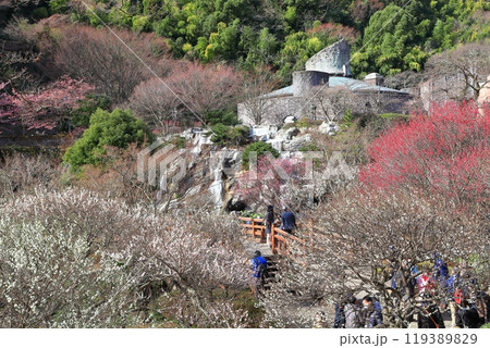 【静岡県】梅が満開の熱海梅園 【静岡県】梅が満開の熱海梅園 119389829