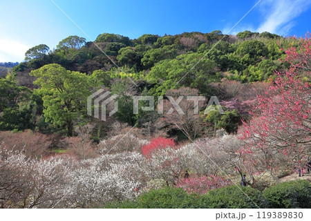 【静岡県】梅が満開の熱海梅園 119389830