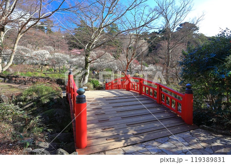 【静岡県】梅が満開の熱海梅園 119389831