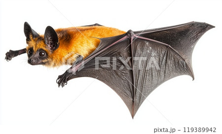 Siamese Flying Fox with vibrant orange and black fur extends its wings wide in a striking pose showcasing the beauty of this unique bat species in clear detail. 119389942