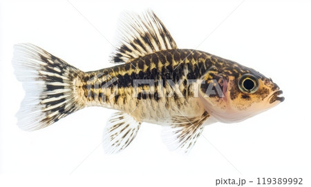 vibrant Panda Corydoras swims gracefully exhibiting its distinct black and white markings against a plain background highlighting its freshwater beauty. 119389992
