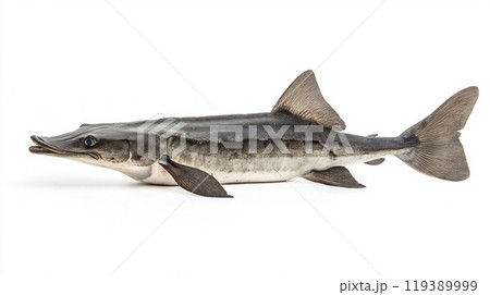 high resolution depiction reveals the Paddlefish known for its elongated snout and streamlined body presented in a clean white background for clarity and detail. 119389999