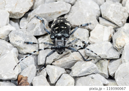 白い砂利の上を歩く黒いゴマダラカミキリ 白い砂利の上を歩く黒いゴマダラカミキリ 119390067