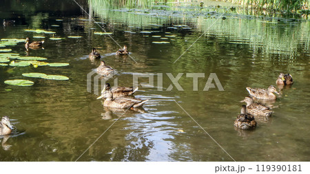 Ducks on a lake with water lilies in Kyiv, Ukraine Ducks on a lake with water lilies in Kyiv, Ukraine 119390181