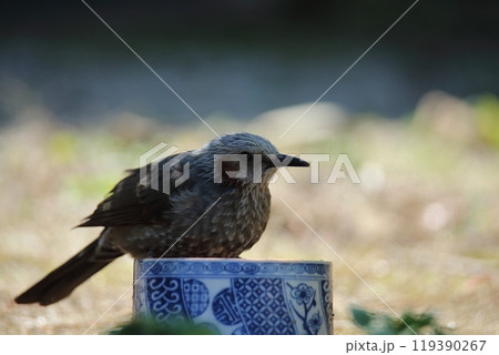 庭に飛んで来た鳥ヒヨドリ、 庭に飛んで来た鳥ヒヨドリ、 119390267