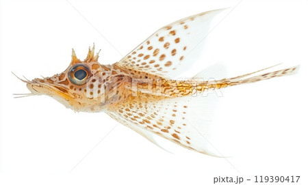 Flying Gurnard showcases its striking features such as vibrant colors and impressive wing like fins while appearing to glide effortlessly through the water. 119390417