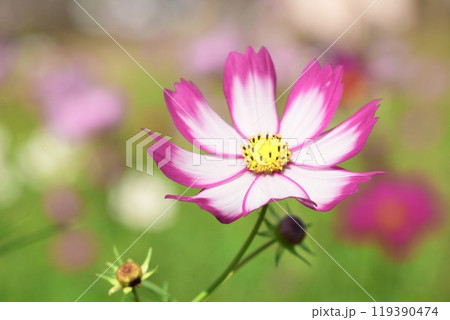 白ピンクの美しいコスモスの花 アップ 花畑背景 白ピンクの美しいコスモスの花 アップ 花畑背景 119390474