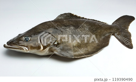 Atlantic Halibut showcases its distinct shape and coloration on a clean white background emphasizing its importance in marine biology and culinary fields. 119390490