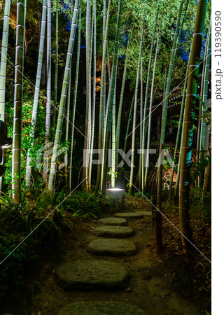 【神奈川県】長谷寺の竹林ライトアップ 【神奈川県】長谷寺の竹林ライトアップ 119390590