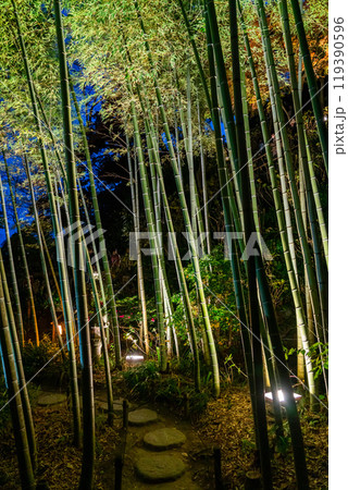 【神奈川県】長谷寺の竹林ライトアップ 119390596