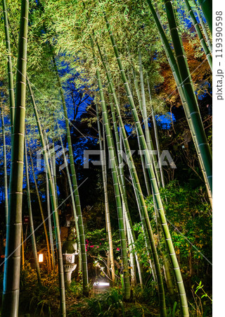 【神奈川県】長谷寺の竹林ライトアップ 【神奈川県】長谷寺の竹林ライトアップ 119390598