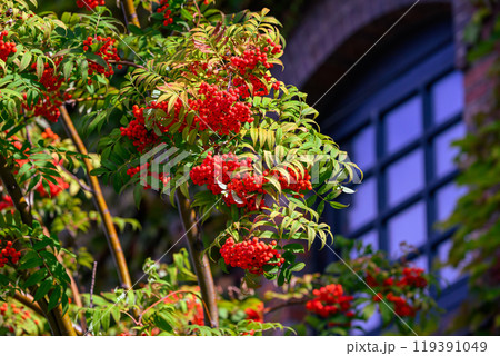 ナナカマド_3025 ナナカマド_3025 119391049