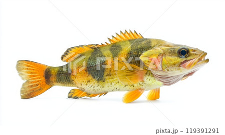 striking peacock bass Cichla ocellaris displays its vivid yellow and black striped pattern against a clean white backdrop highlighting its natural beauty and unique features. 119391291