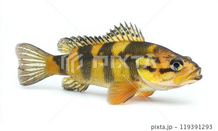 熱帯魚peacock bass