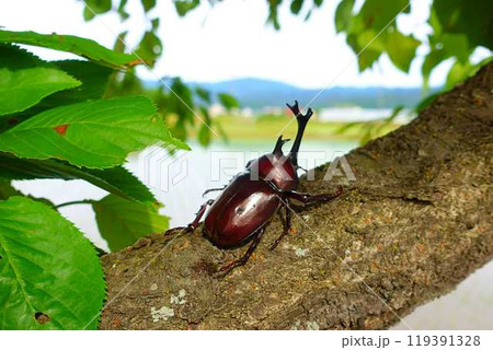カブトムシ クワガタムシ 夏休み 子供 カブトムシ クワガタムシ 夏休み 子供 119391328