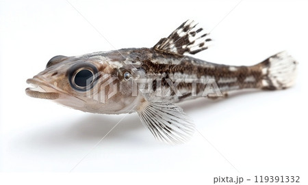 detailed depiction presents a Lanternfish a member of the Myctophidae family highlighting its distinctive characteristics and structure in a laboratory setting. 119391332